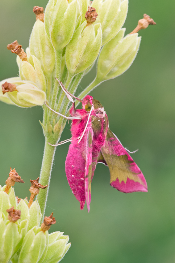 Small Elephant Hawkmoth 1